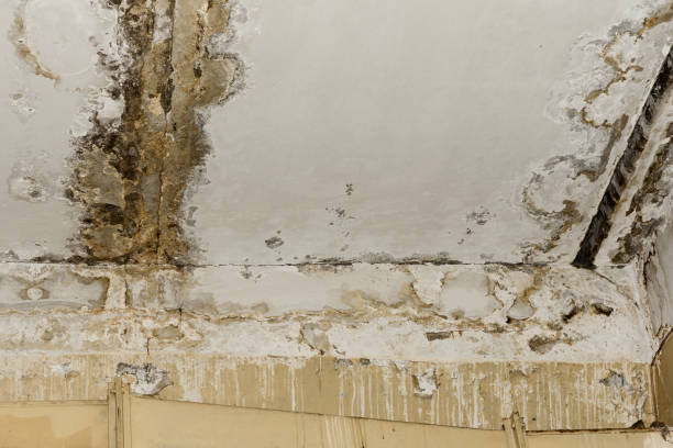 Best Basement water damage restoration  in Coker, AL